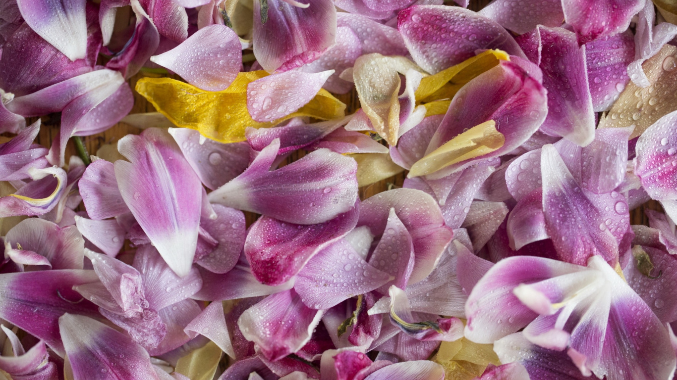 Обои сирень, цветок, текстура, лепесток, розовый в разрешении 1366x768