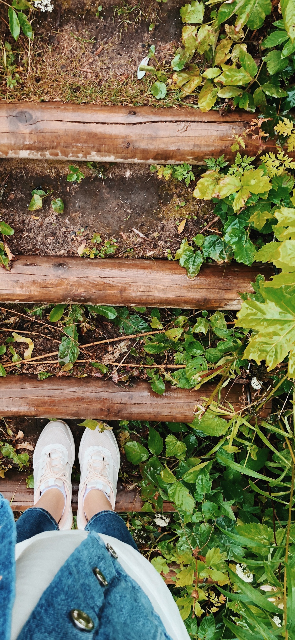 Обои лист, рассада, биология, башмак, джинсовая ткань в разрешении 1125x2436