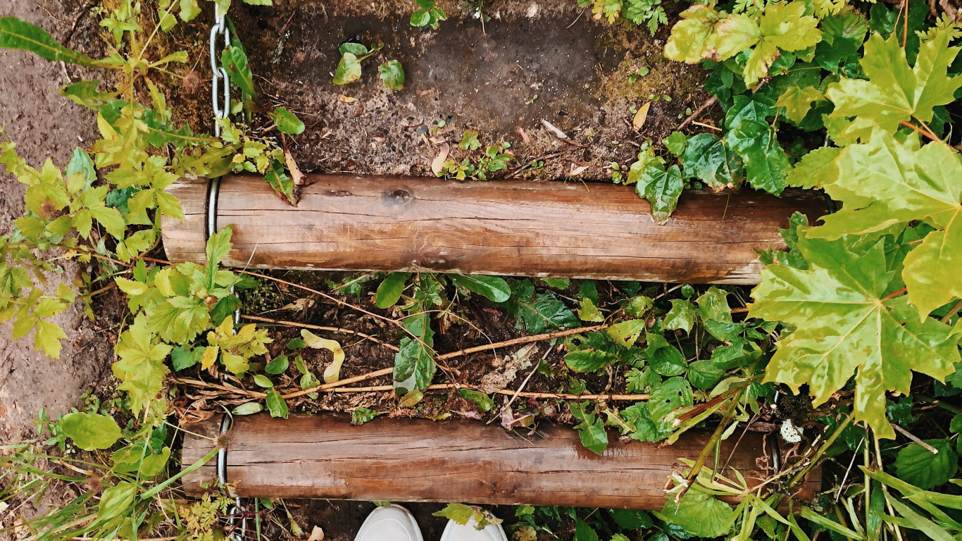 Обои лист, рассада, биология, башмак, джинсовая ткань в разрешении 1366x768