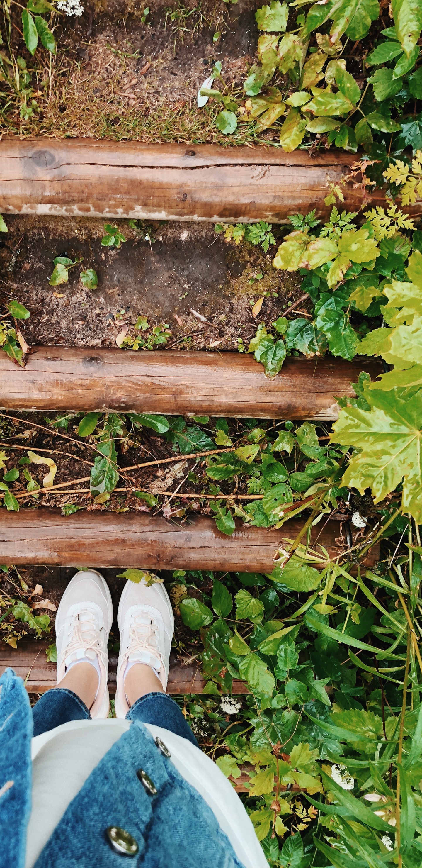 Обои лист, рассада, биология, башмак, джинсовая ткань в разрешении 1440x2960