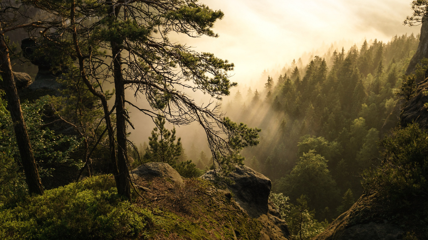Обои природа, саксонская Швейцария, дерево, растительность, лес в разрешении 1366x768