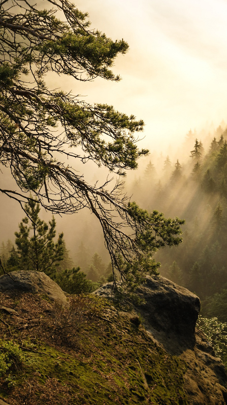 Обои природа, саксонская Швейцария, дерево, растительность, лес в разрешении 750x1334