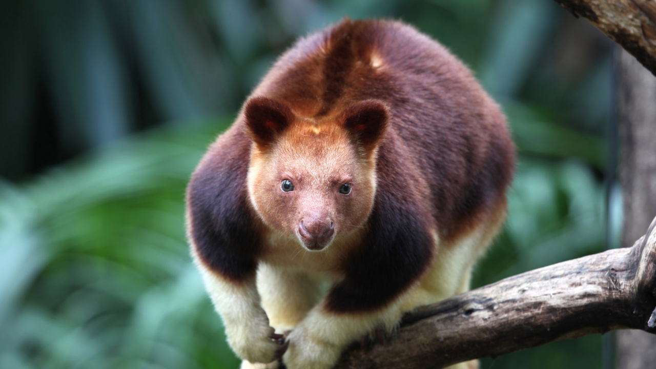 Обои Дерево-кенгуру goodfellowsбыл, Wondiwoi дерево-кенгуру, наземные животные, живая природа, сумчатое животное в разрешении 1280x720