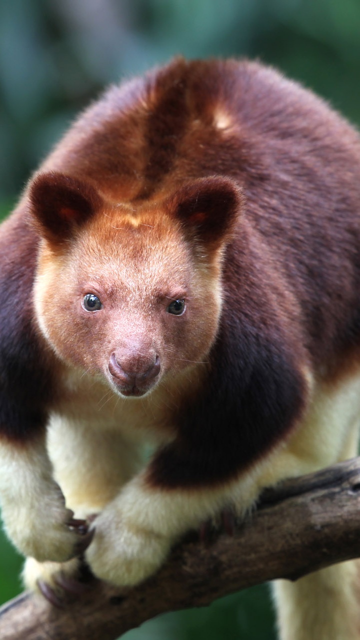 Обои Дерево-кенгуру goodfellowsбыл, Wondiwoi дерево-кенгуру, наземные животные, живая природа, сумчатое животное в разрешении 720x1280