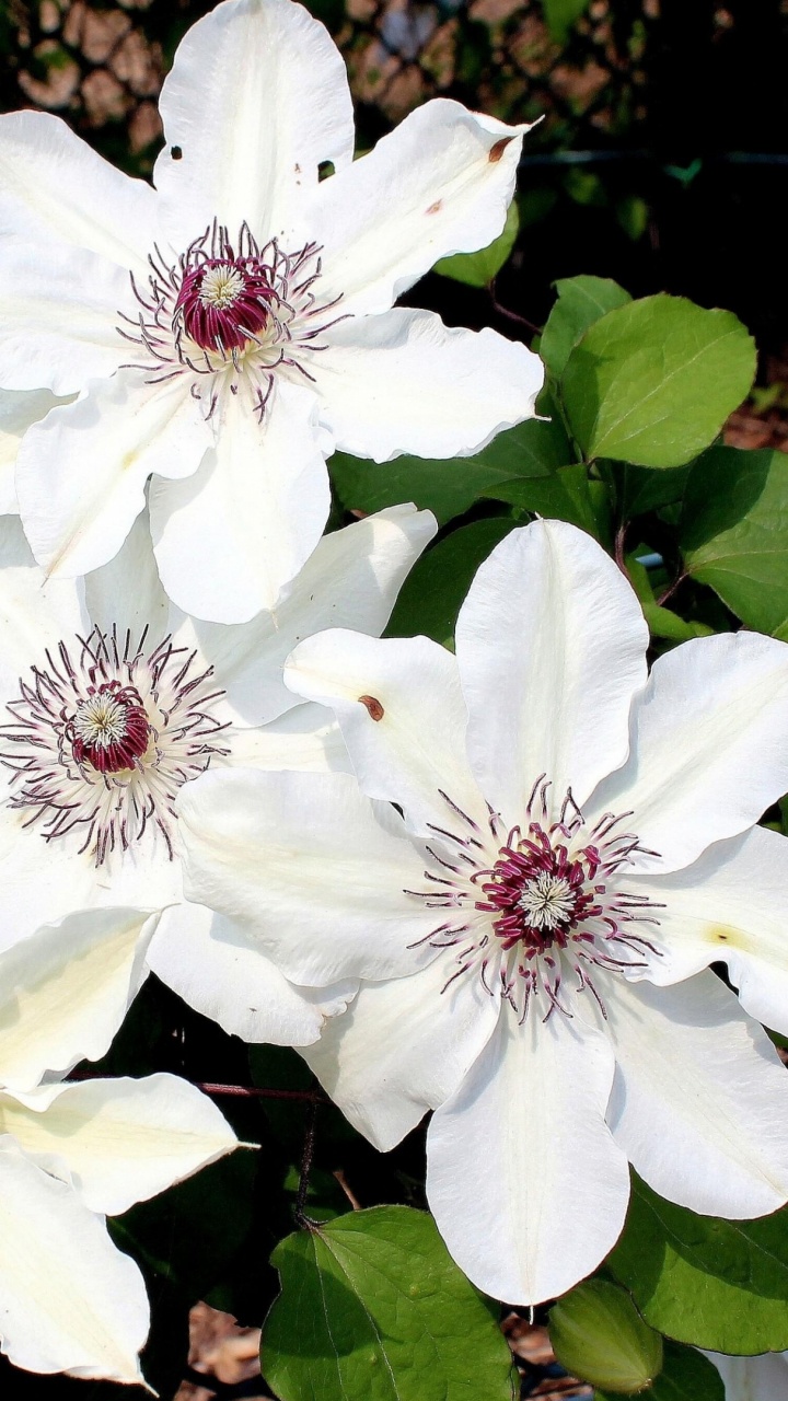 Обои цветковое растение, лепесток, весна, полевой цветок, уайлдфлауэр в разрешении 720x1280