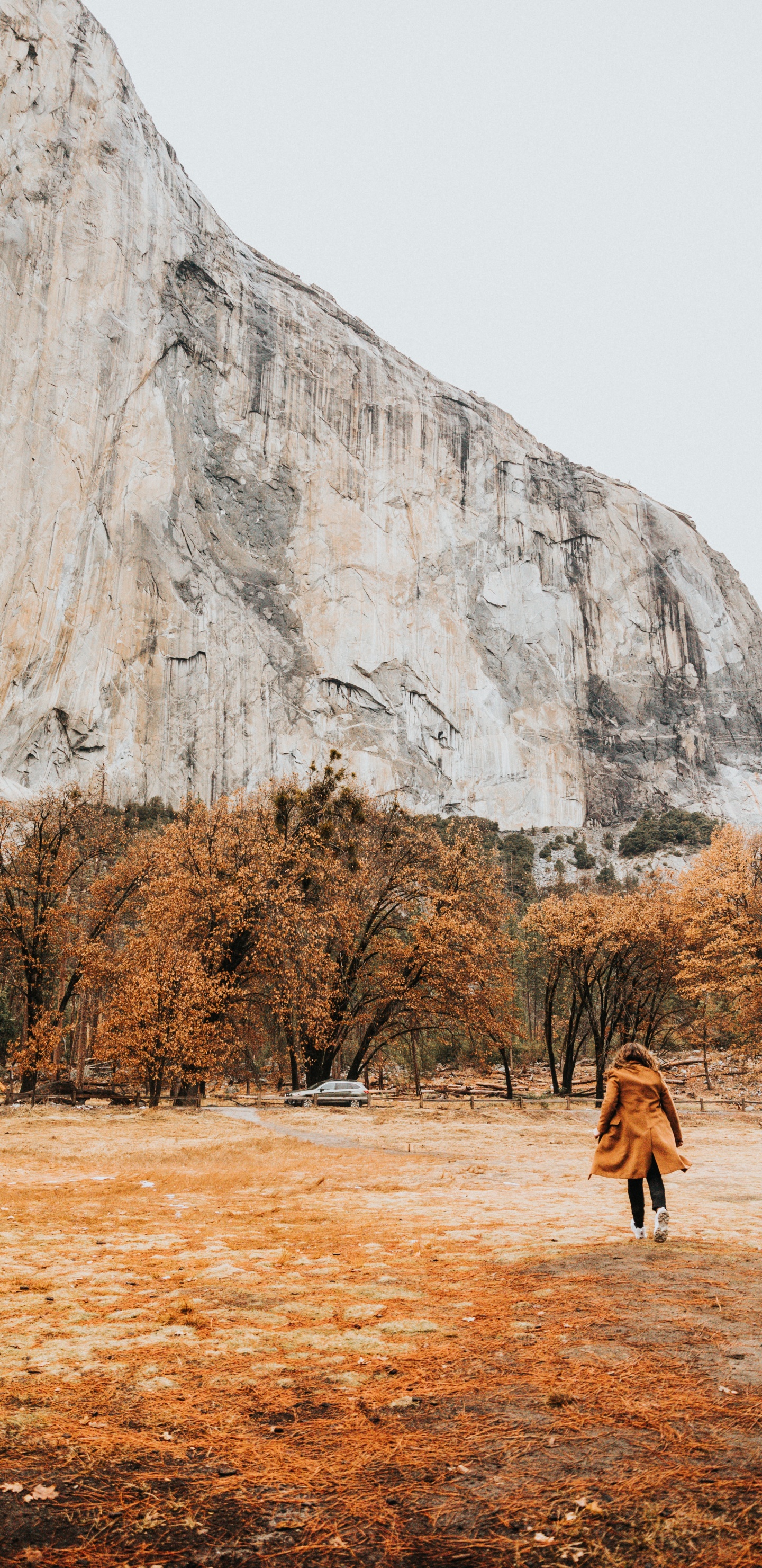 Обои дерево, природный ландшафт, рок, дикая местность, гора в разрешении 1440x2960