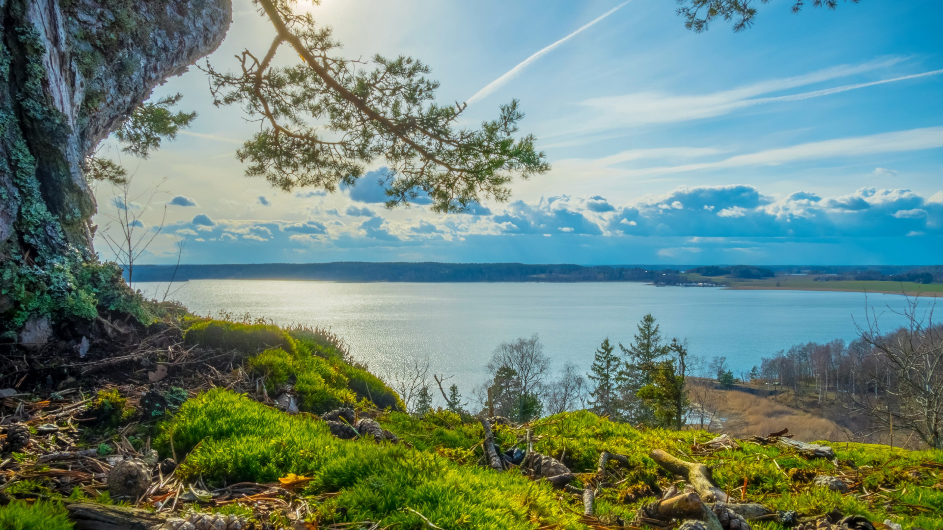 Обои природа, берег, природный ландшафт, растительность, вода в разрешении 1920x1080