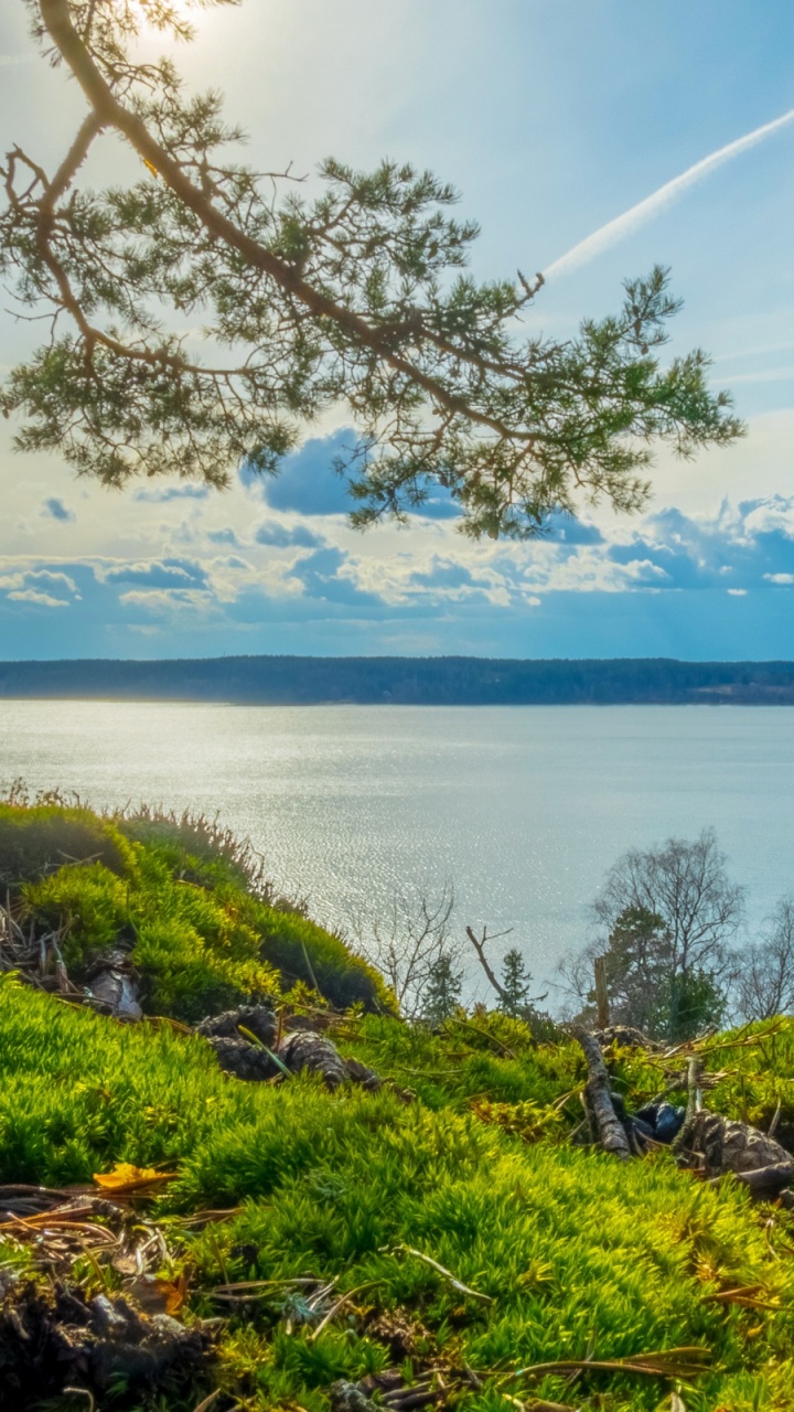 Обои природа, берег, природный ландшафт, растительность, вода в разрешении 720x1280