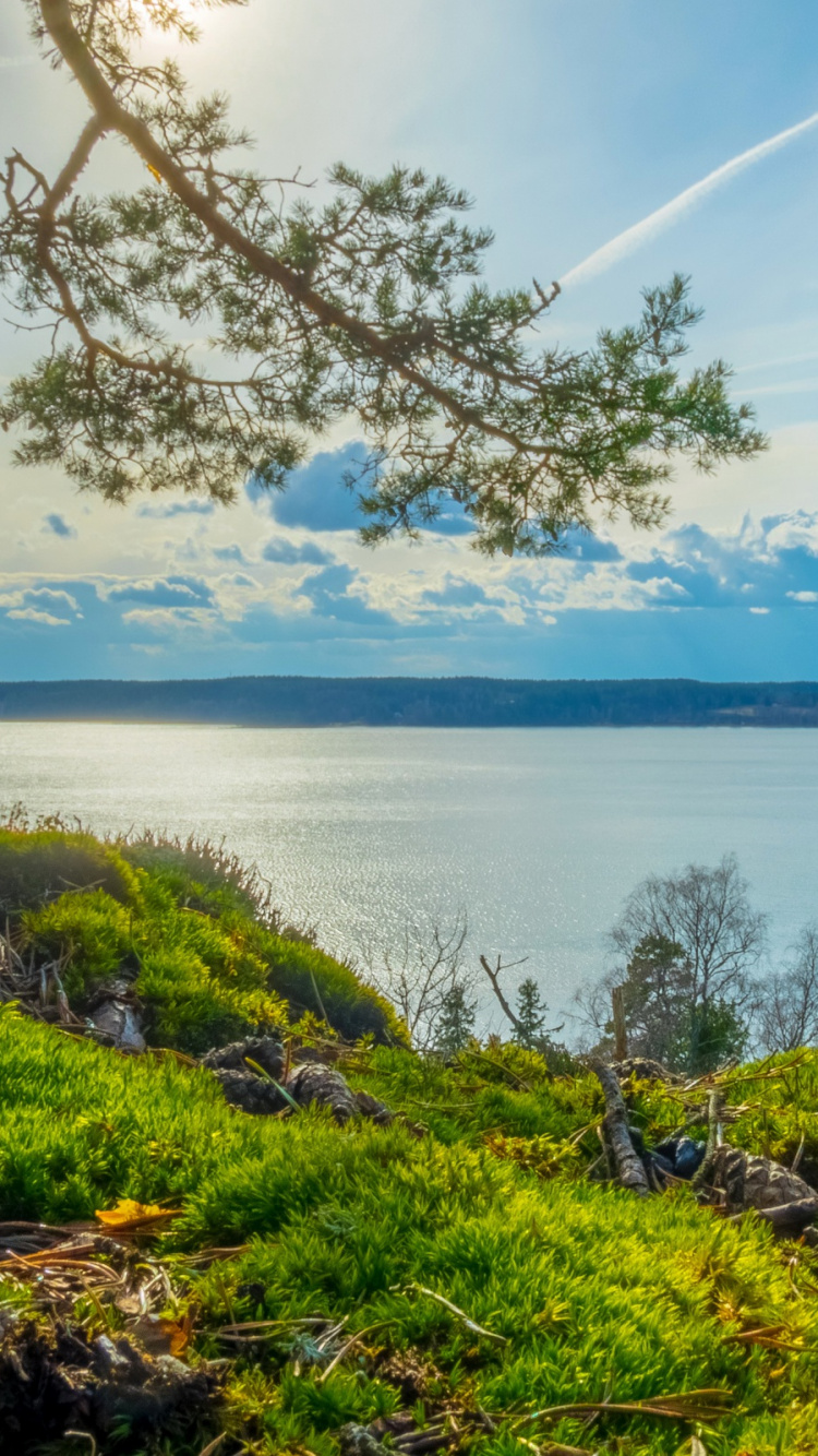 Обои природа, берег, природный ландшафт, растительность, вода в разрешении 750x1334