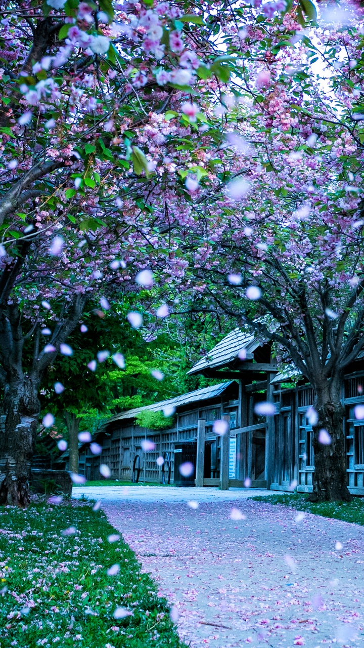 Обои дерево, весна, пурпур, цветок, растение в разрешении 720x1280