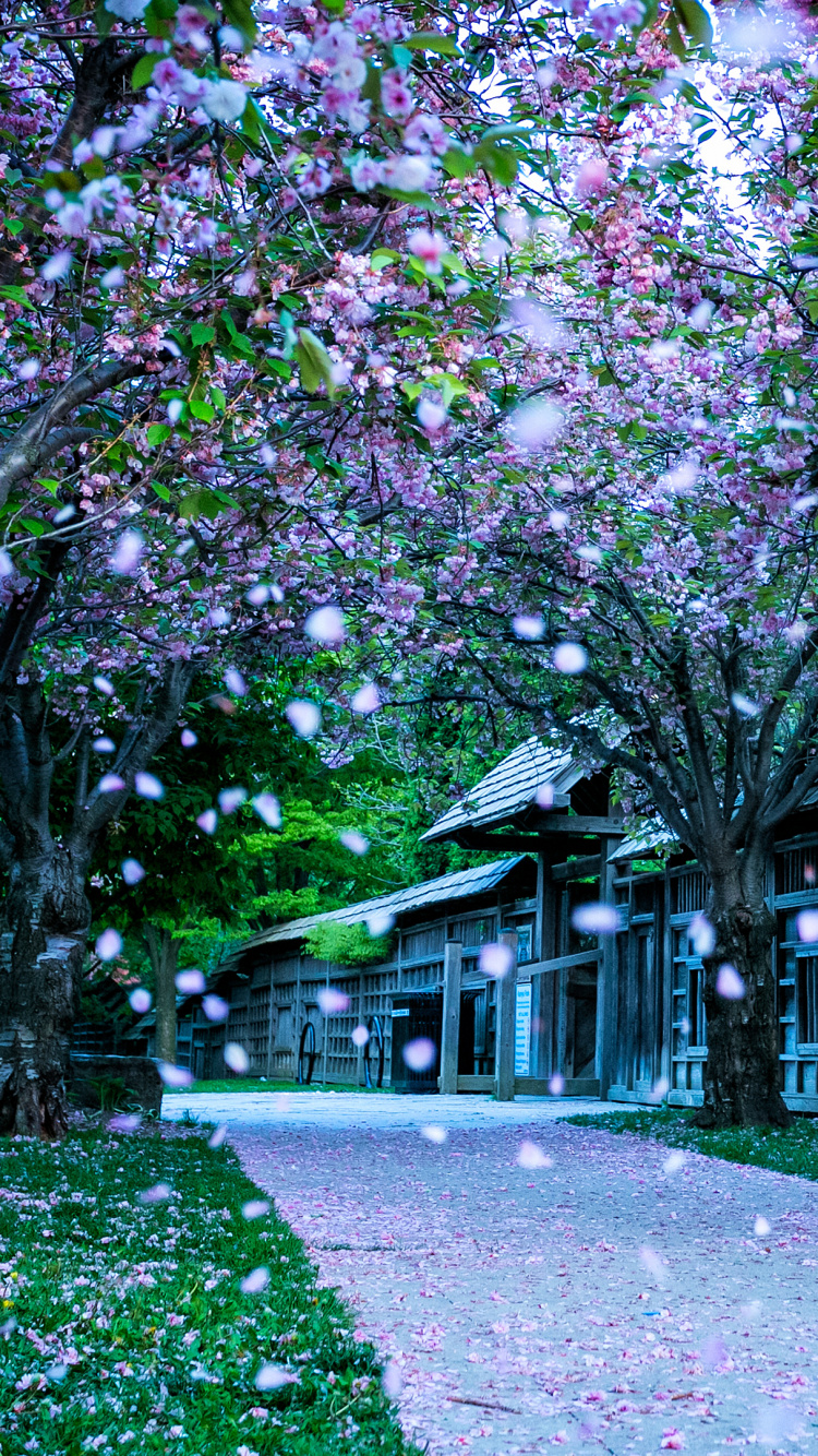 Обои дерево, весна, пурпур, цветок, растение в разрешении 750x1334