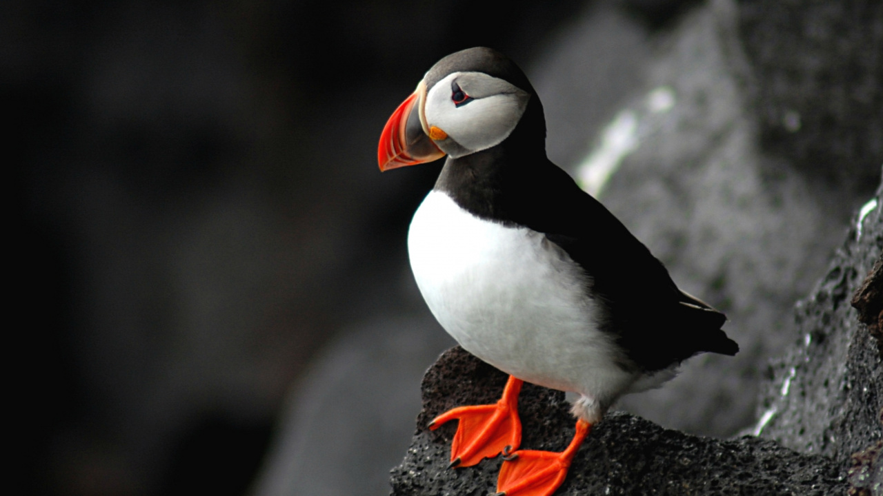 Обои Атлантический Буревестник, птица, клюв, морская птица, ржанкообразные в разрешении 1280x720
