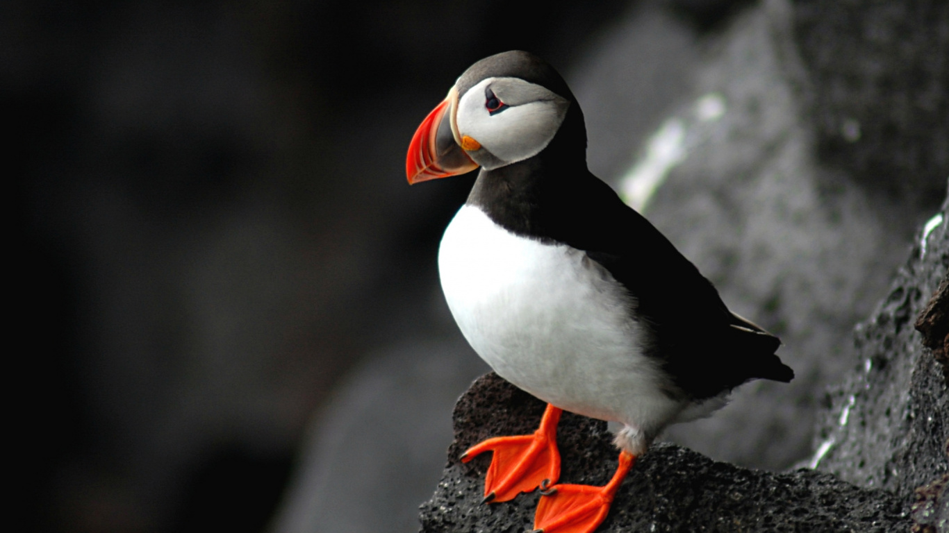 Обои Атлантический Буревестник, птица, клюв, морская птица, ржанкообразные в разрешении 1366x768