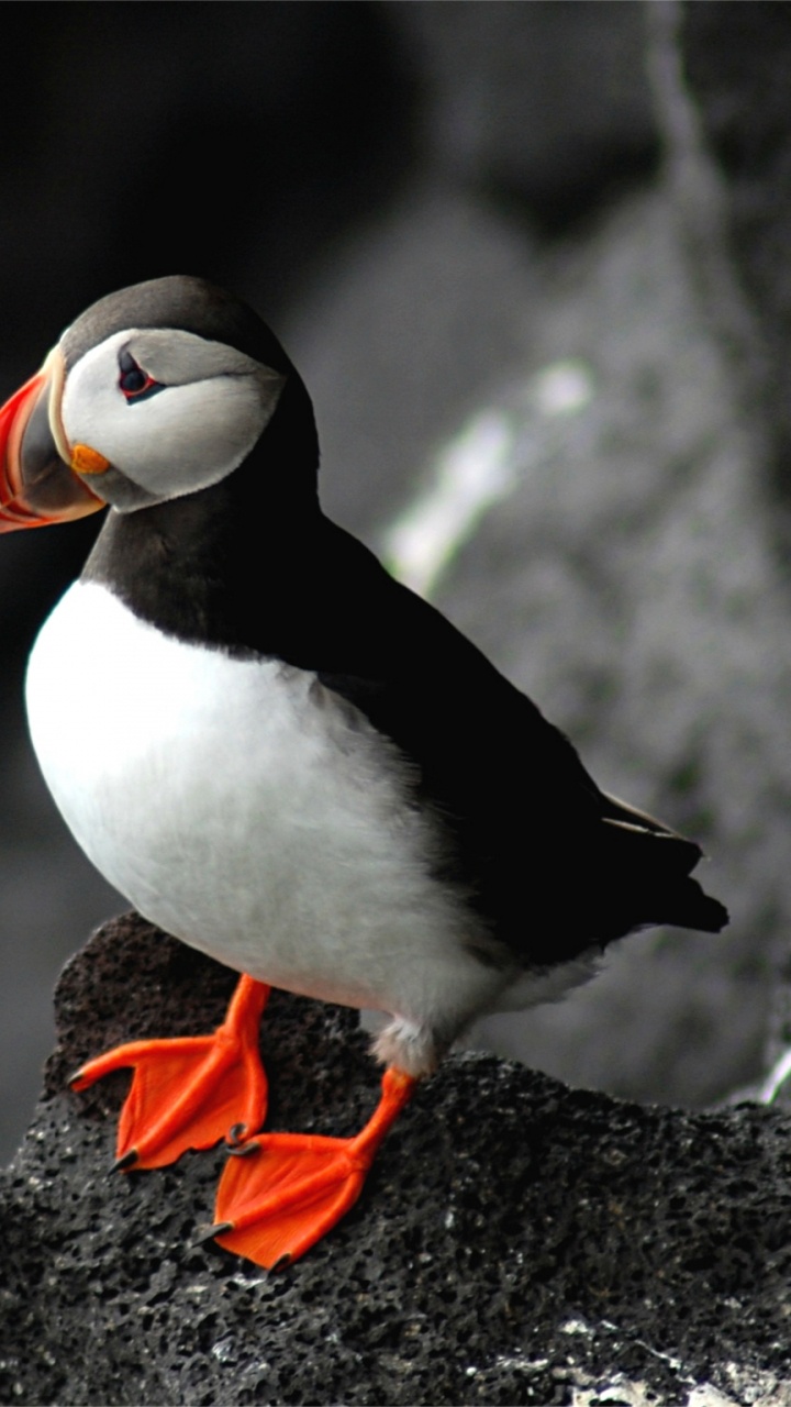 Обои Атлантический Буревестник, птица, клюв, морская птица, ржанкообразные в разрешении 720x1280