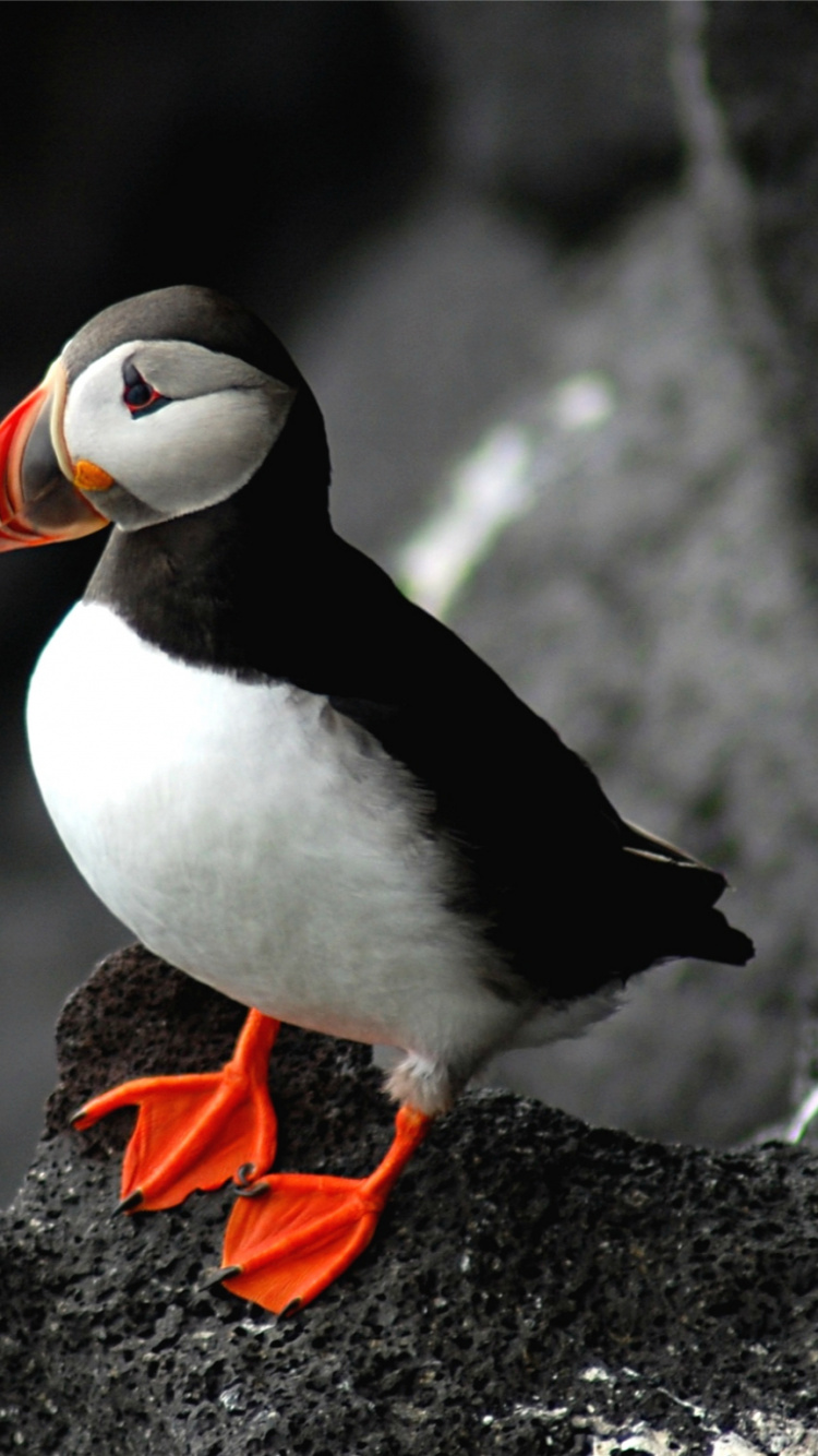 Обои Атлантический Буревестник, птица, клюв, морская птица, ржанкообразные в разрешении 750x1334