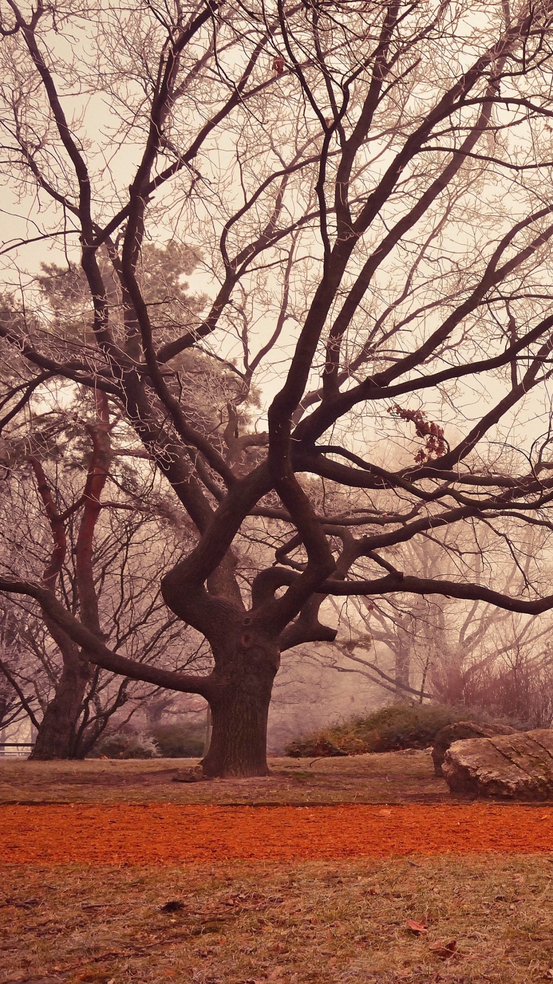 Обои ветвь, дерево, Будапешт, осень, коричневый цвет в разрешении 1080x1920