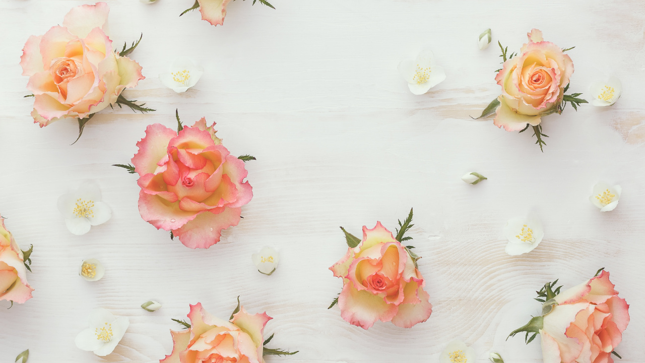 Обои цветы разбросаны, белые, жасмин, розовый, Роза в разрешении 1280x720