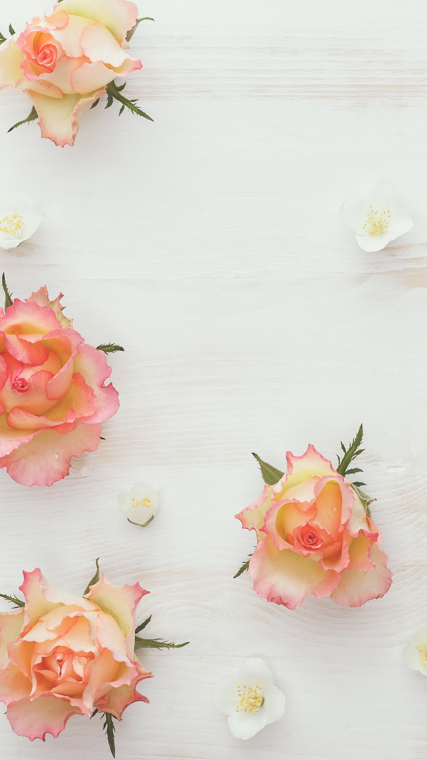 Обои цветы разбросаны, белые, жасмин, розовый, Роза в разрешении 1440x2560