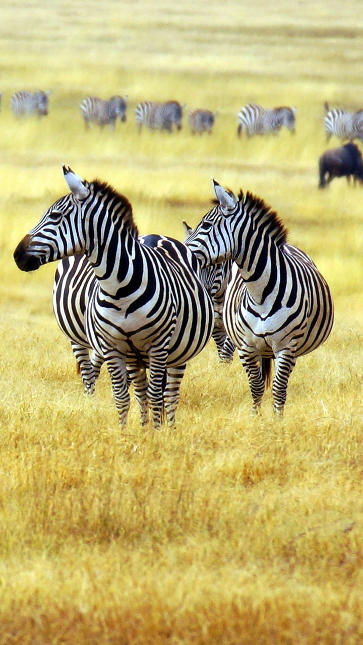 Обои Саванна, зебра, наземные животные, живая природа, сенокосное угодье в разрешении 720x1280