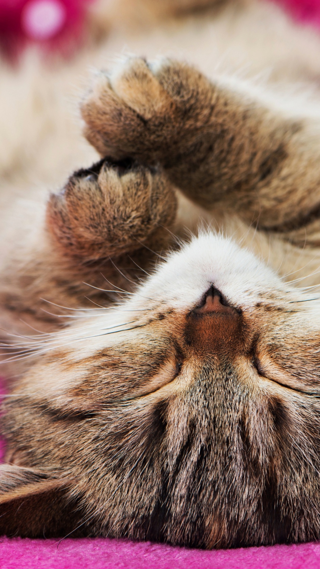 Обои кот, котенок, британская короткошерстная, АКВАЗОВЕТЦЕНТР, кровать для кошек в разрешении 1080x1920