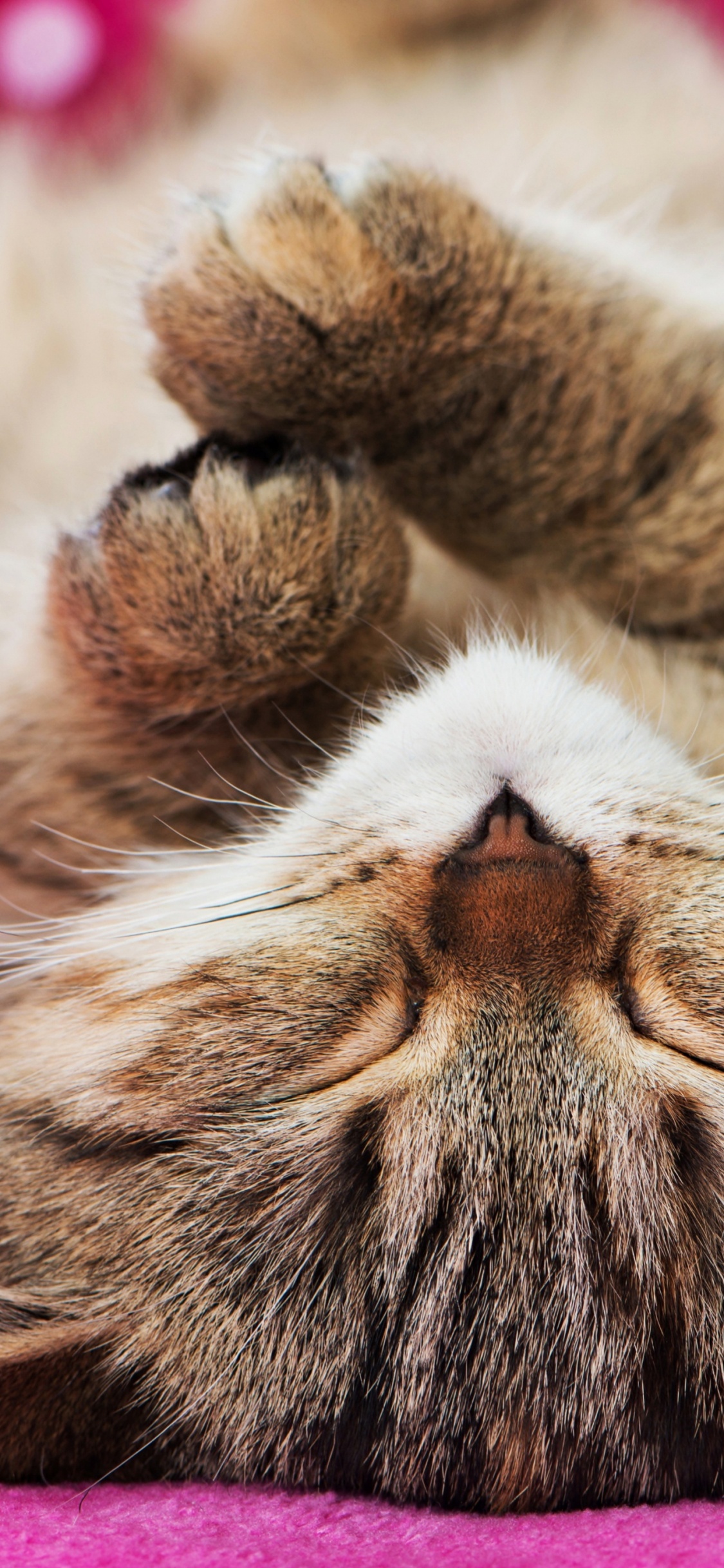 Обои кот, котенок, британская короткошерстная, АКВАЗОВЕТЦЕНТР, кровать для кошек в разрешении 1125x2436