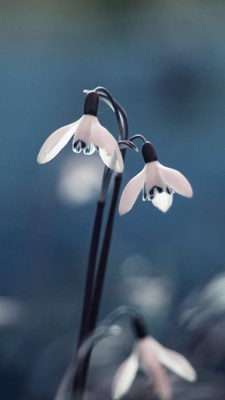 Обои подснежник, растение, весна, лепесток, галантус в разрешении 720x1280