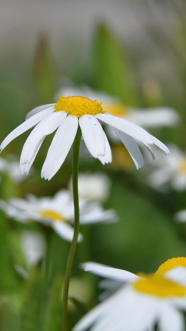 Обои oxeye Дейзи, Маргаритка, chamaemelum нобиле, Ромашка, весна в разрешении 720x1280