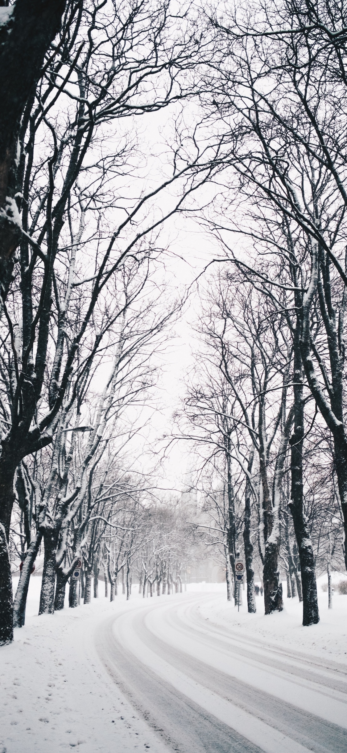 Обои зима, дерево, природа, природный ландшафт, ветвь в разрешении 1125x2436