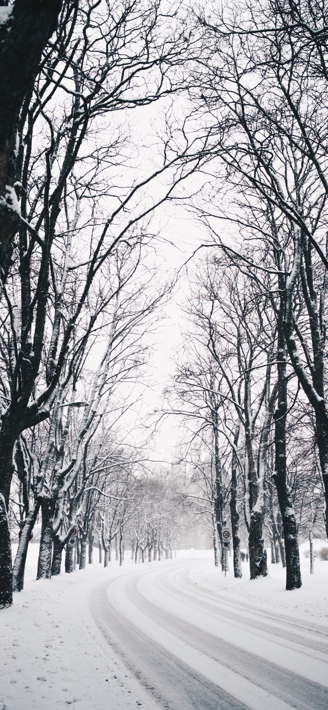 Обои зима, дерево, природа, природный ландшафт, ветвь в разрешении 1242x2688