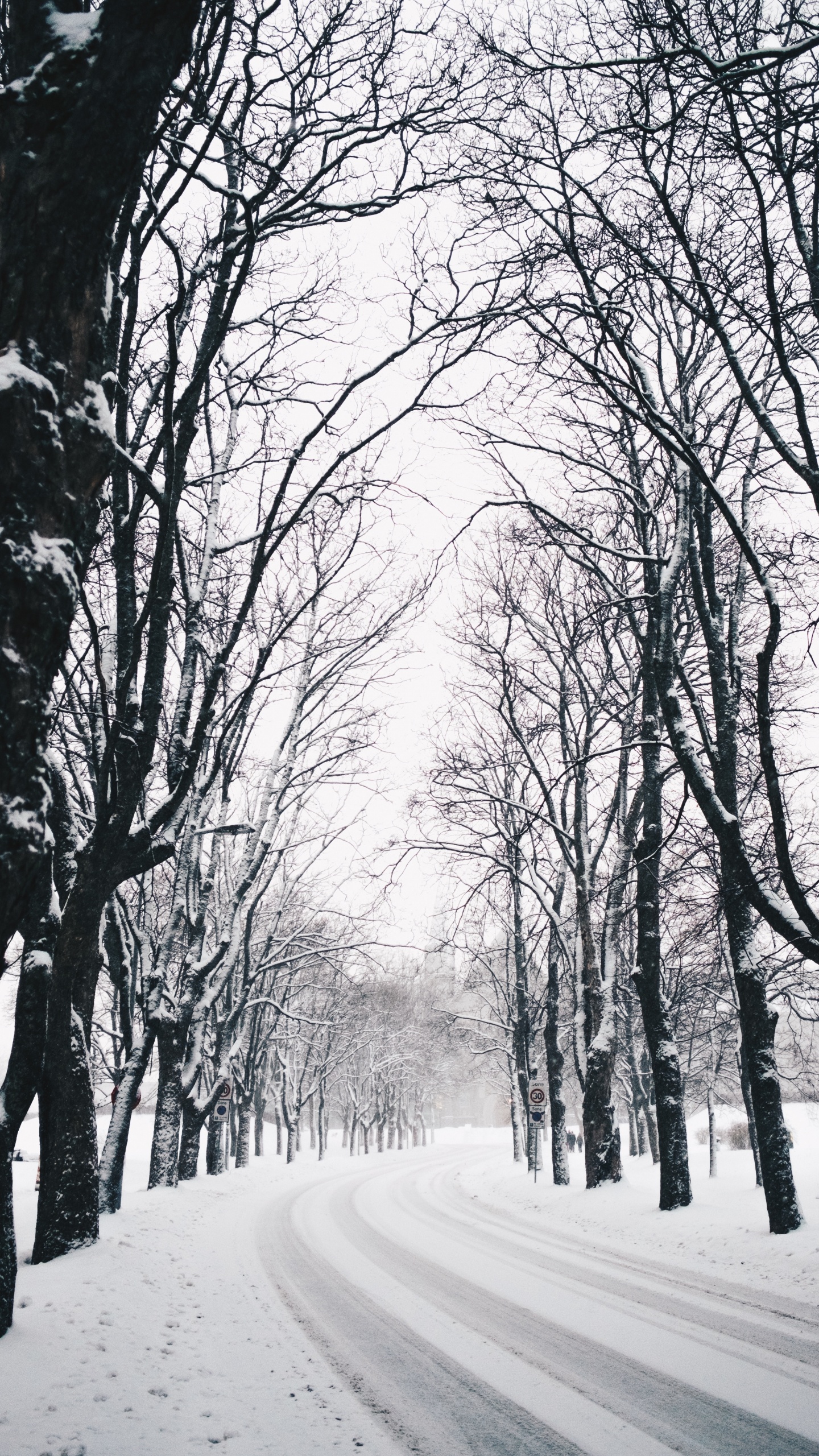 Обои зима, дерево, природа, природный ландшафт, ветвь в разрешении 1440x2560