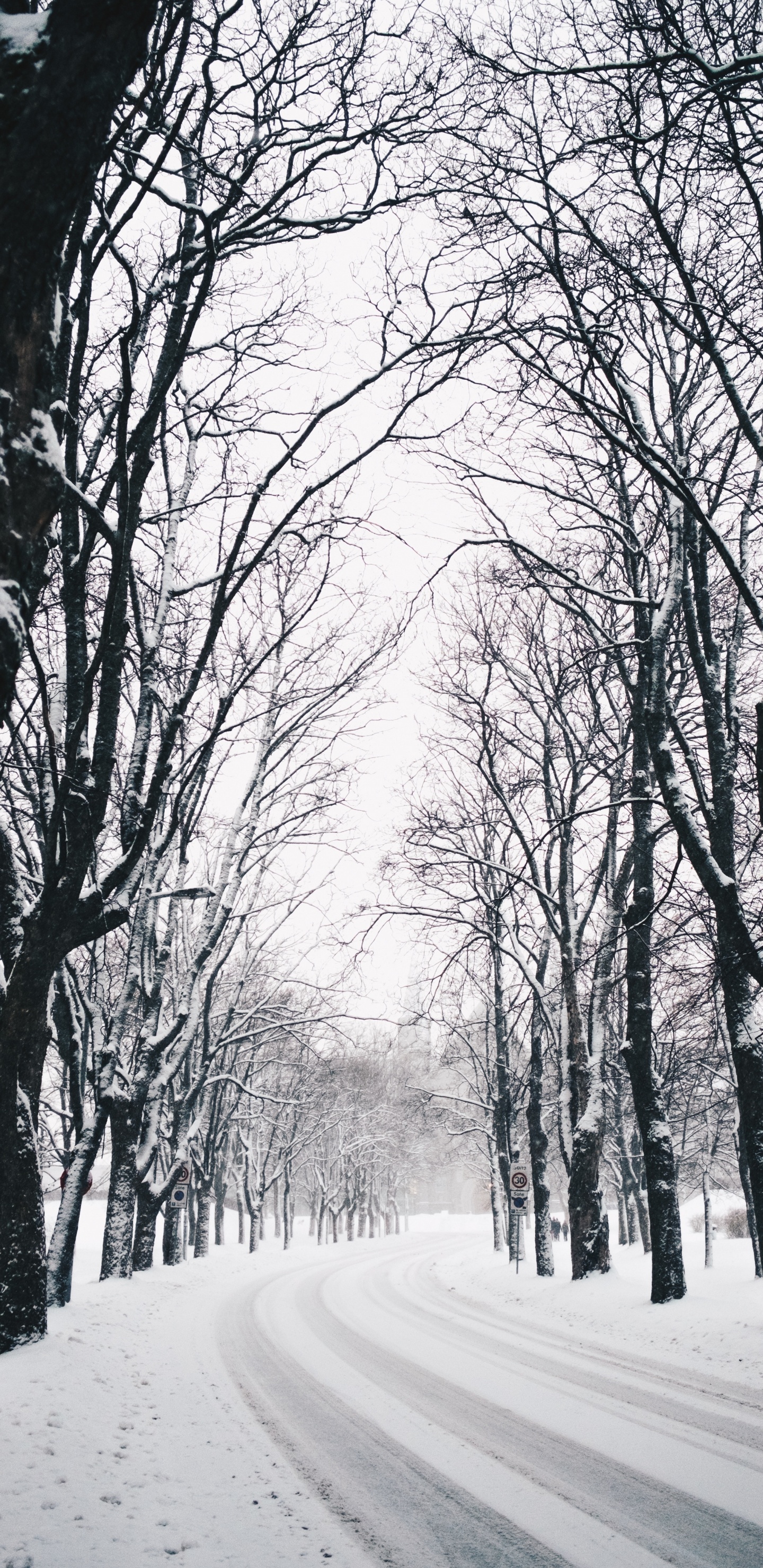 Обои зима, дерево, природа, природный ландшафт, ветвь в разрешении 1440x2960