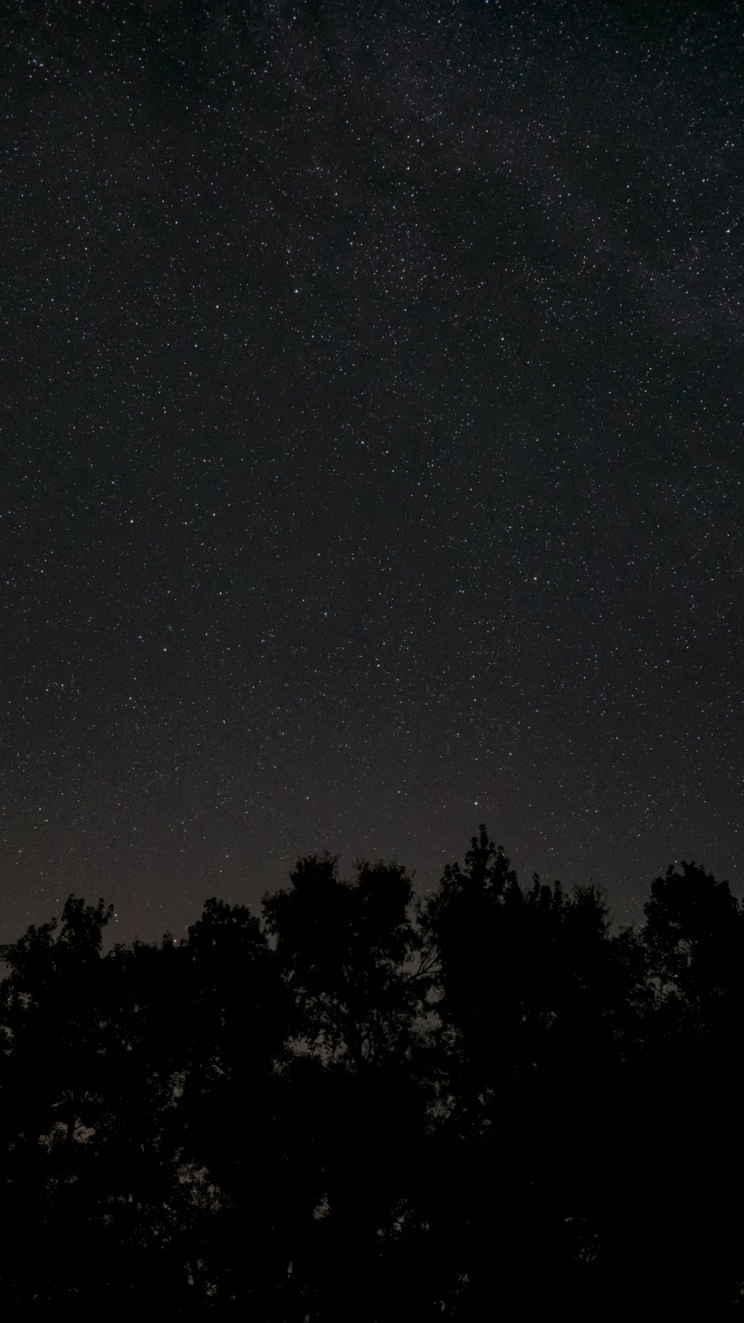 Обои ночь, темнота, черный, атмосфера, дерево в разрешении 1080x1920