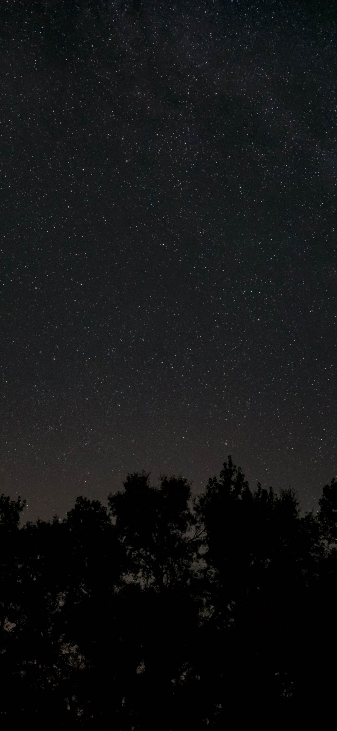 Обои ночь, темнота, черный, атмосфера, дерево в разрешении 1125x2436