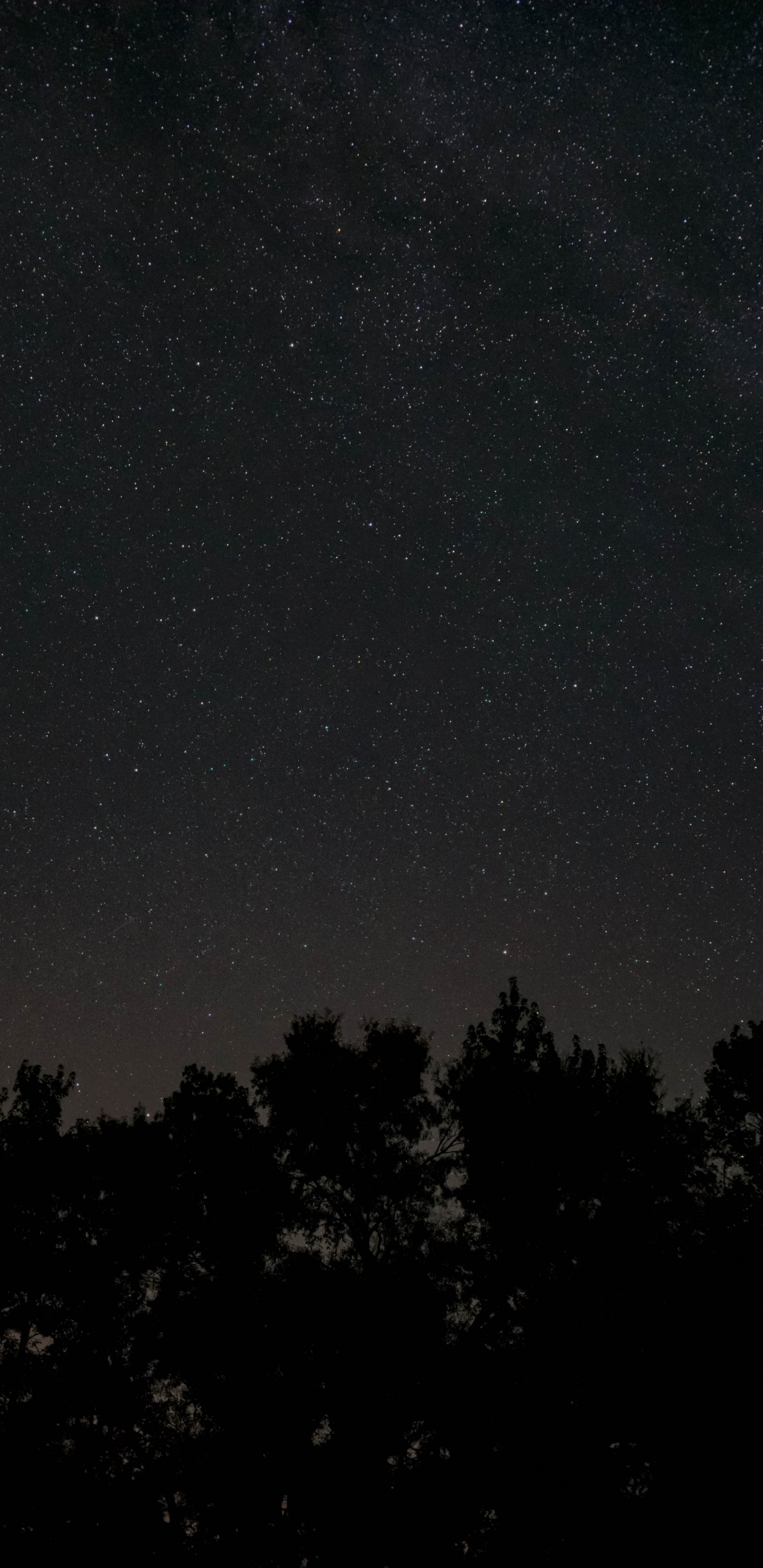 Обои ночь, темнота, черный, атмосфера, дерево в разрешении 1440x2960