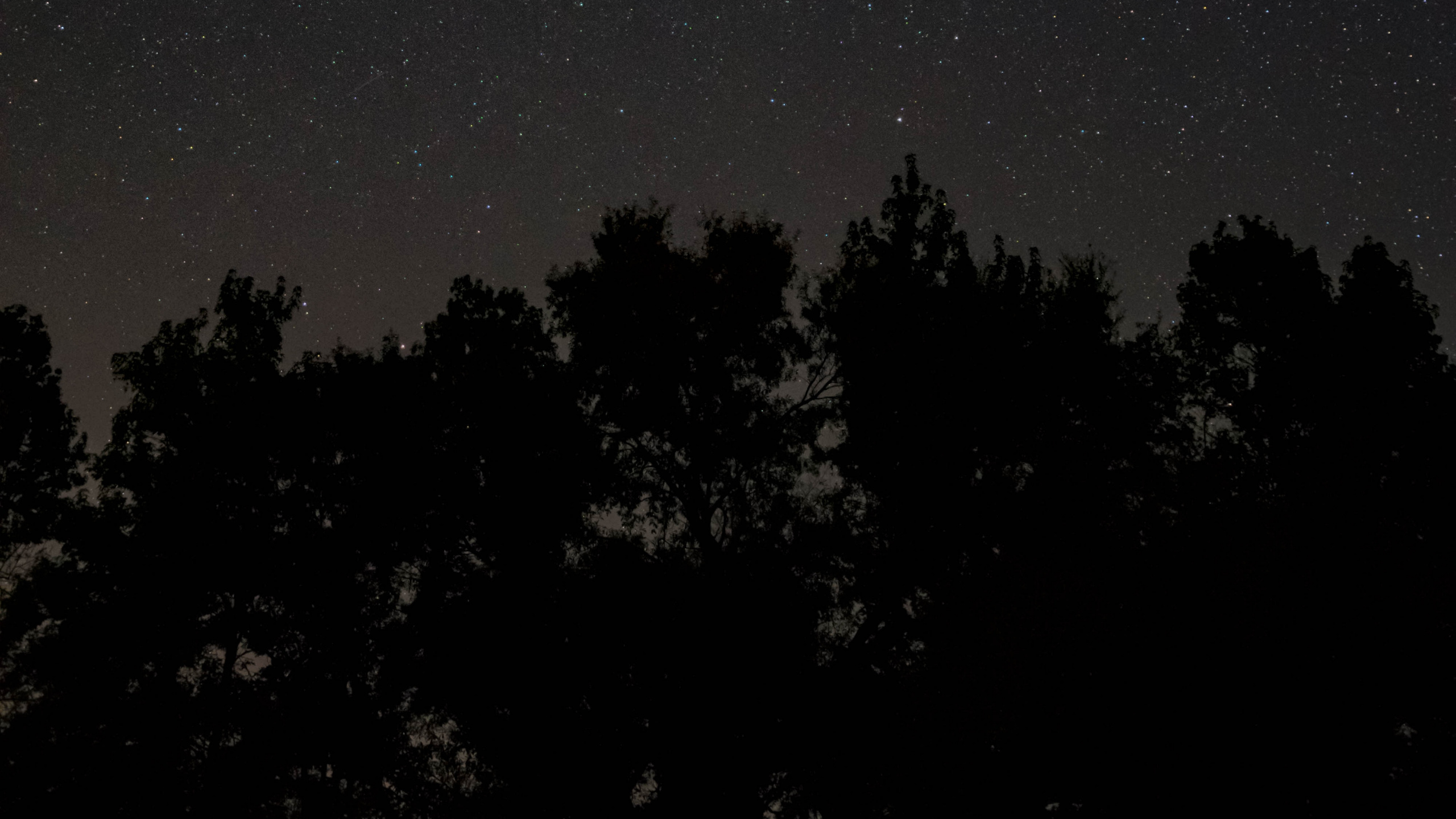 Обои ночь, темнота, черный, атмосфера, дерево в разрешении 2560x1440