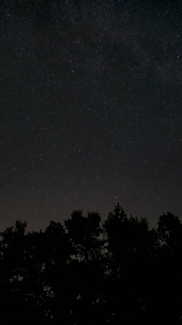 Обои ночь, темнота, черный, атмосфера, дерево в разрешении 720x1280