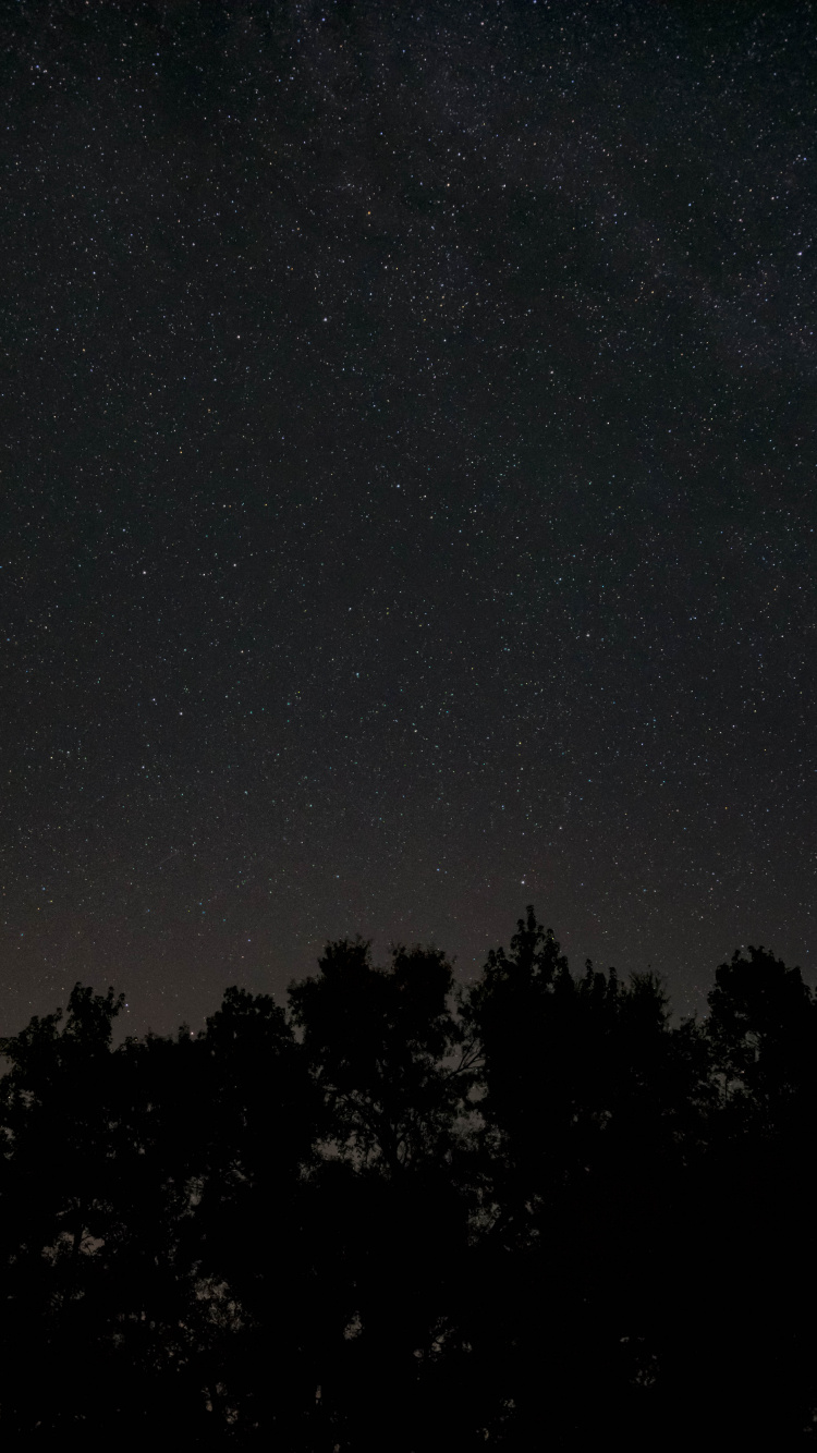 Обои ночь, темнота, черный, атмосфера, дерево в разрешении 750x1334