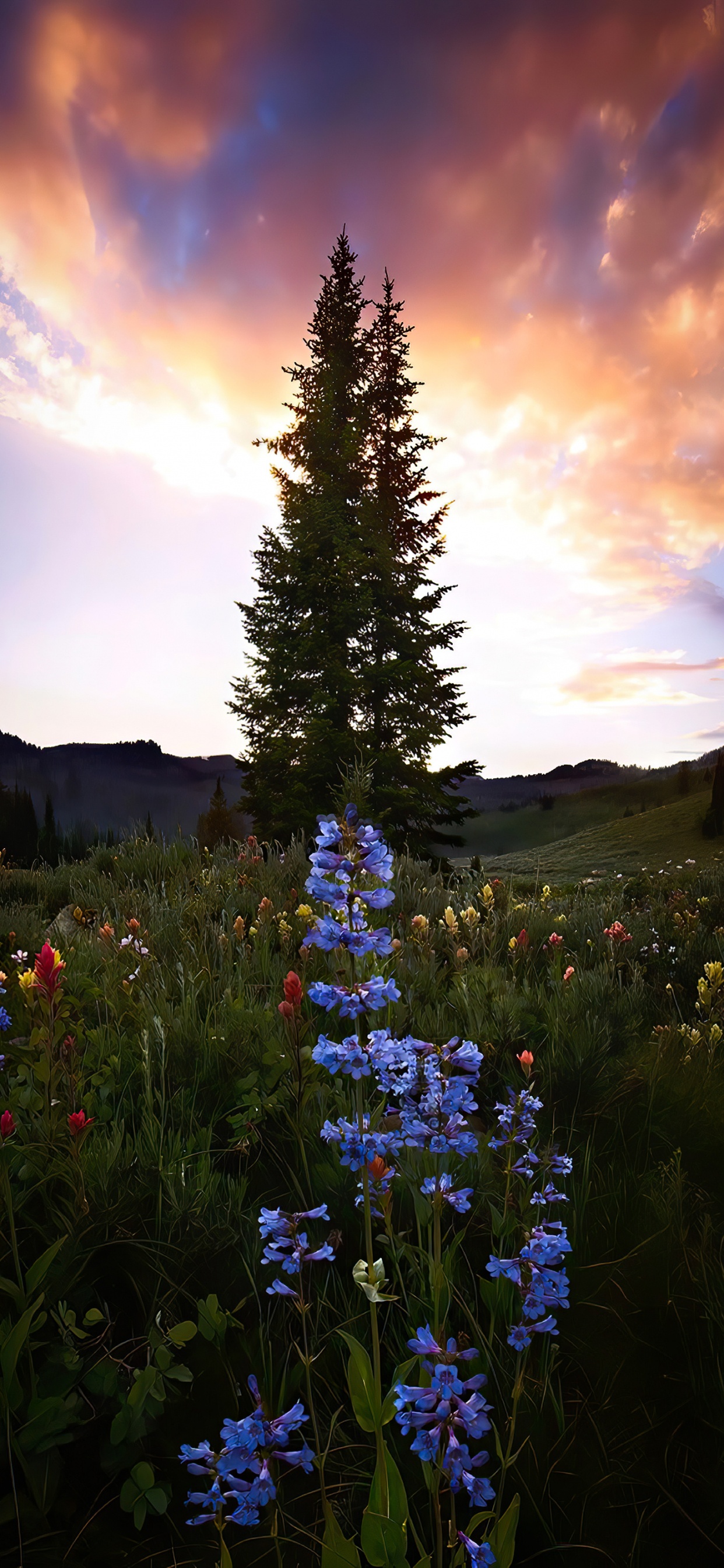 Обои облако, цветок, растение, природный ландшафт, дерево в разрешении 1242x2688