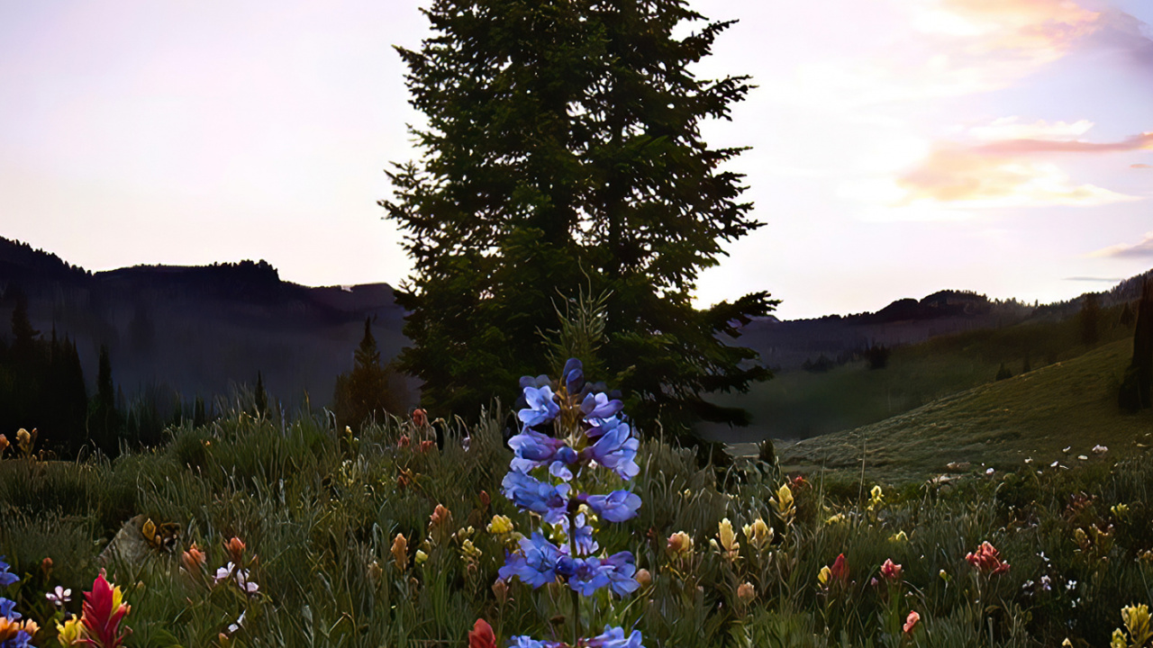 Обои облако, цветок, растение, природный ландшафт, дерево в разрешении 1280x720