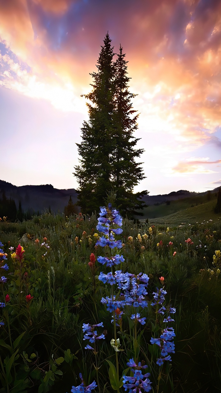 Обои облако, цветок, растение, природный ландшафт, дерево в разрешении 720x1280