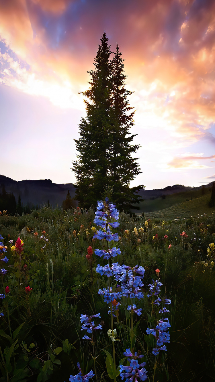 Обои облако, цветок, растение, природный ландшафт, дерево в разрешении 750x1334