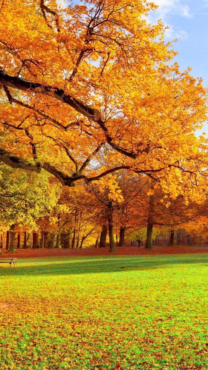 Обои осень, пейзаж, дерево, природа, лист в разрешении 720x1280