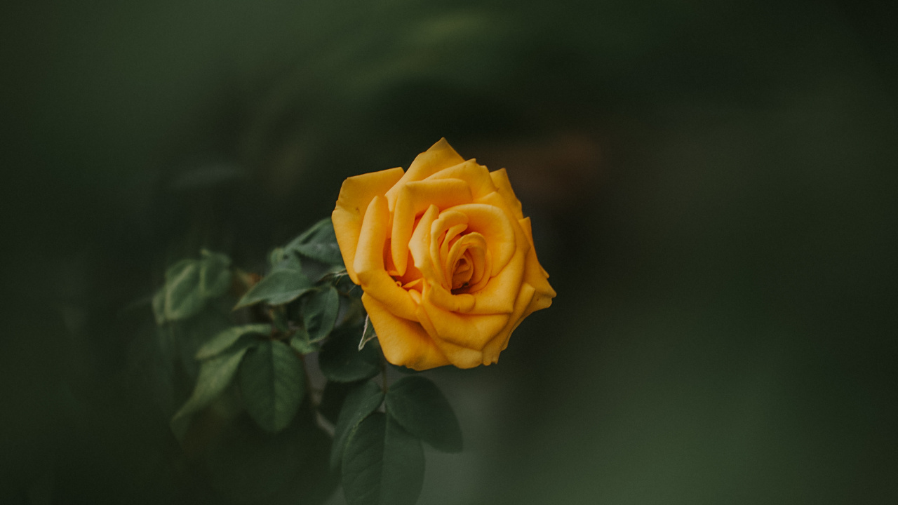 Обои Роза, цветок, желтый, сад роз, зеленый в разрешении 1280x720