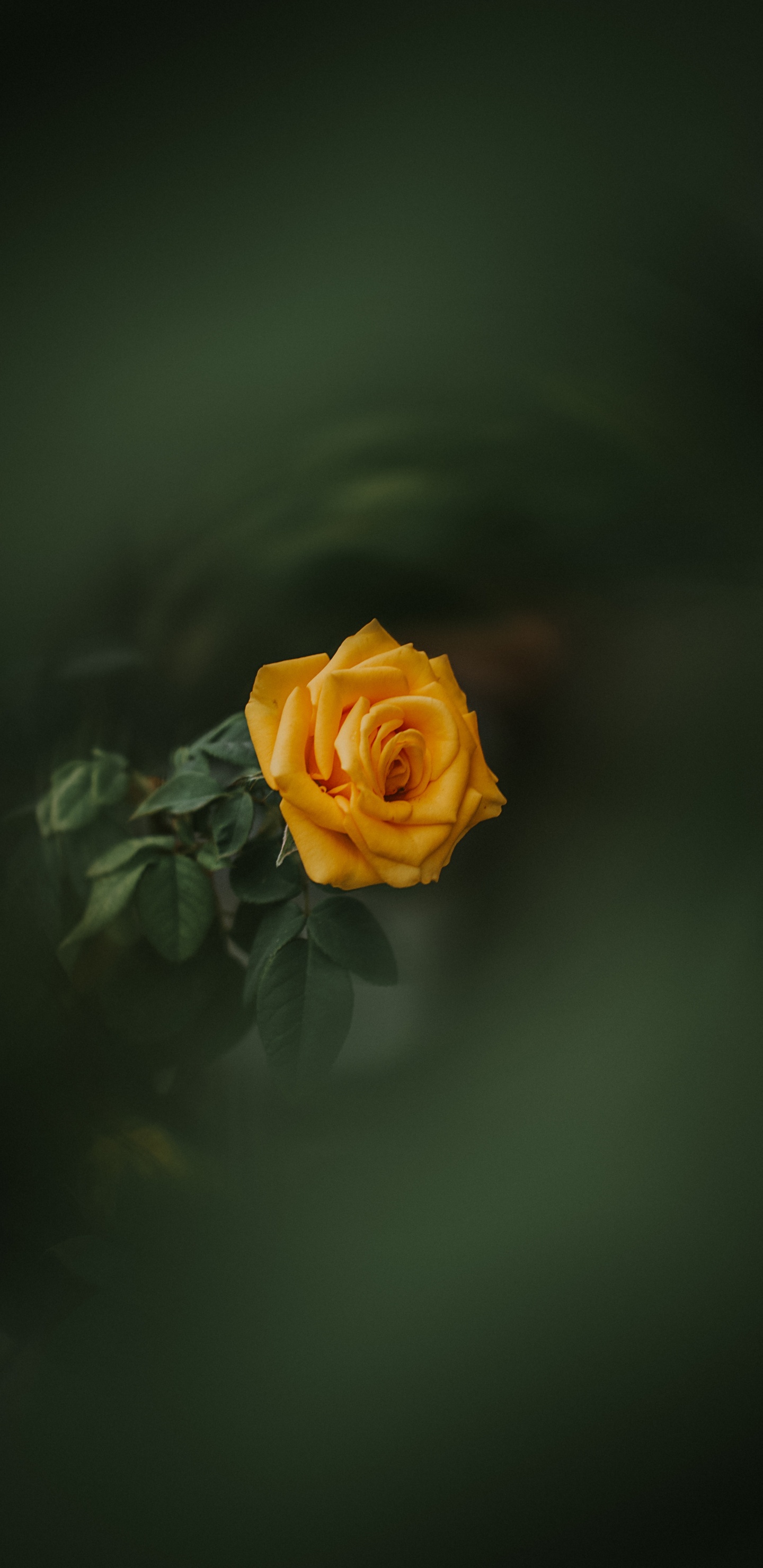 Обои Роза, цветок, желтый, сад роз, зеленый в разрешении 1440x2960