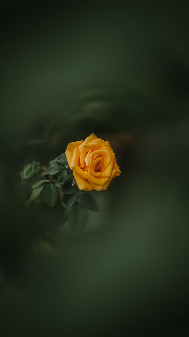 Обои Роза, цветок, желтый, сад роз, зеленый в разрешении 720x1280