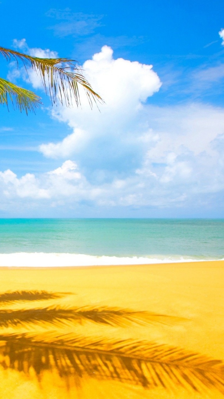 Обои пляж, тропическая зона, Карибский бассейн, Пальма, океан в разрешении 720x1280