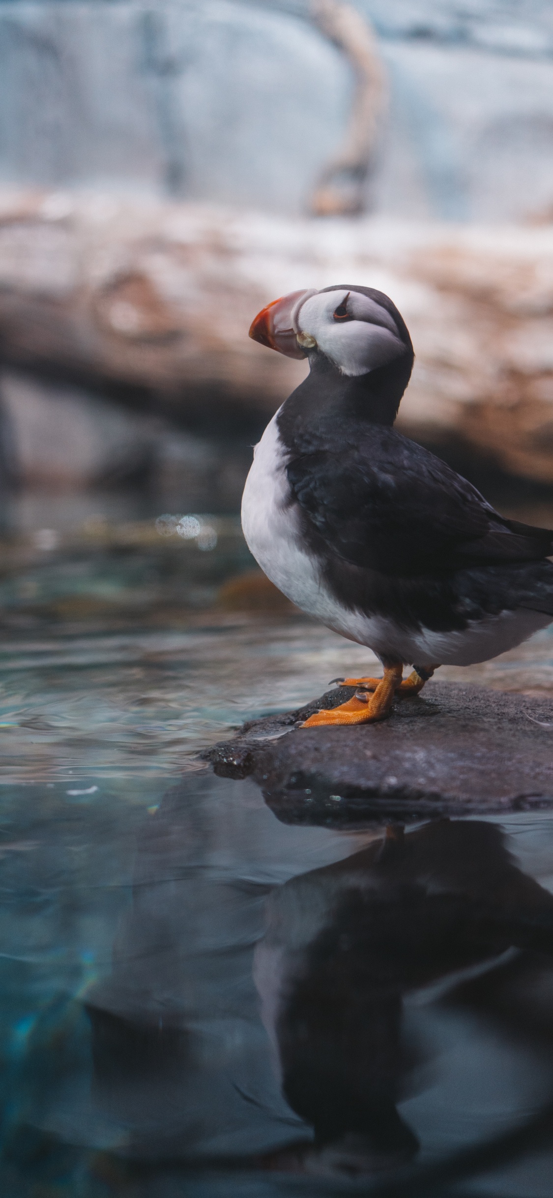 Обои Атлантический Буревестник, клюв, птица, тупик, морская птица в разрешении 1125x2436