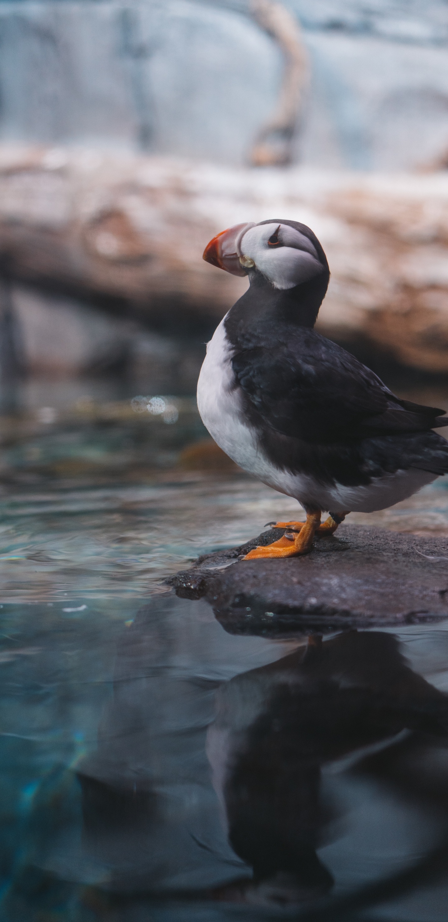 Обои Атлантический Буревестник, клюв, птица, тупик, морская птица в разрешении 1440x2960