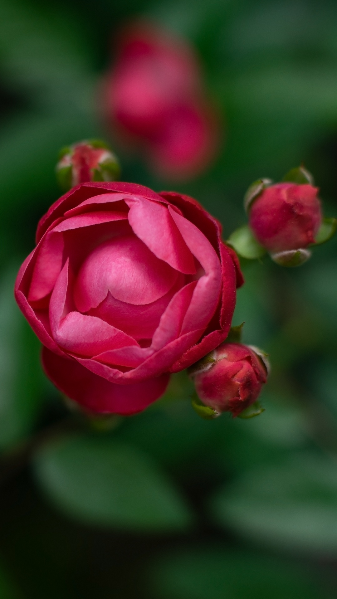 Обои цветок, цветковое растение, лепесток, розовый, красный цвет в разрешении 1080x1920