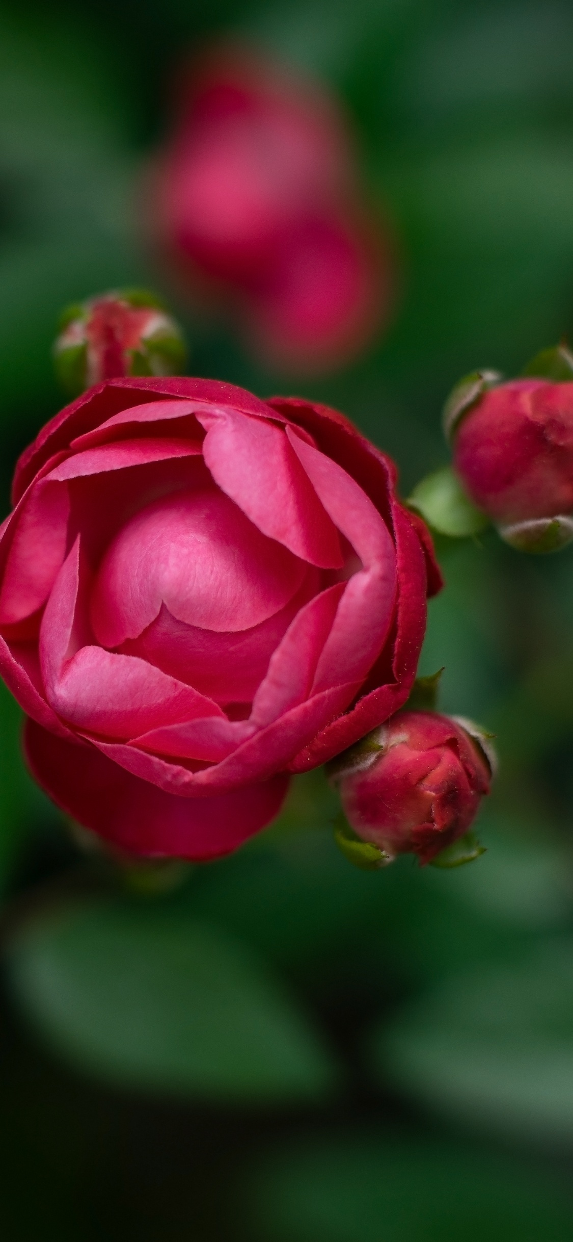 Обои цветок, цветковое растение, лепесток, розовый, красный цвет в разрешении 1125x2436